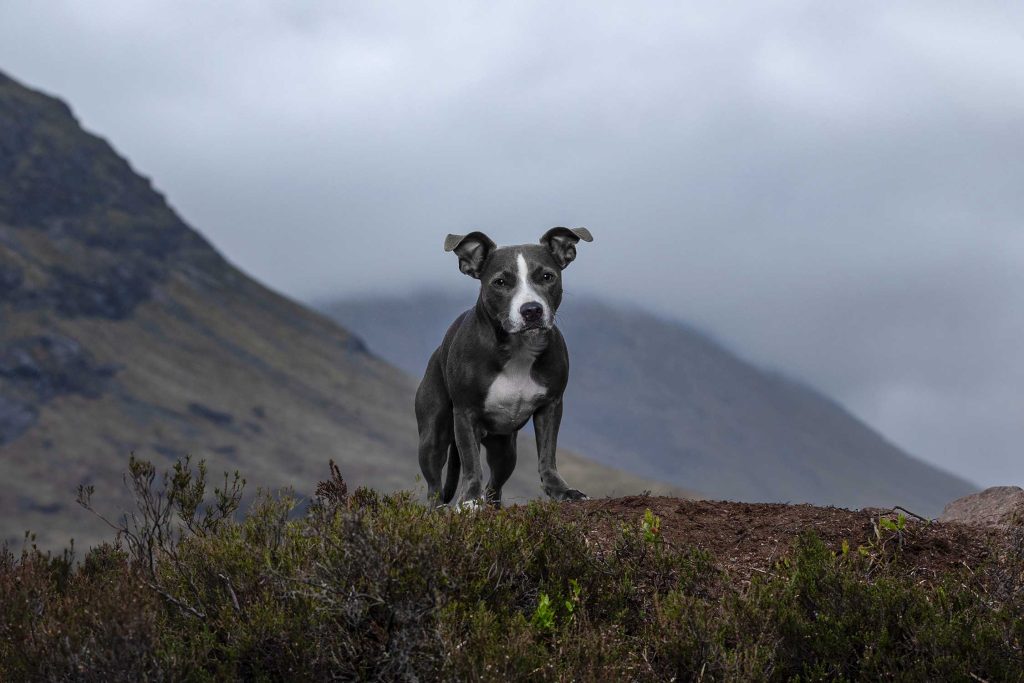 Small dog with ears up on brown grass with hills behind covered in low clouds.